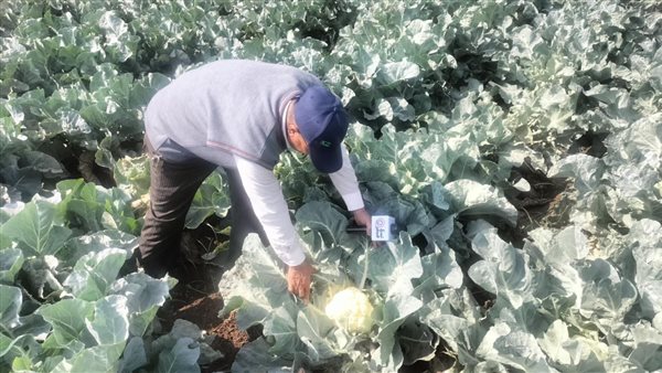 زراعة الكرنب في الشرقية