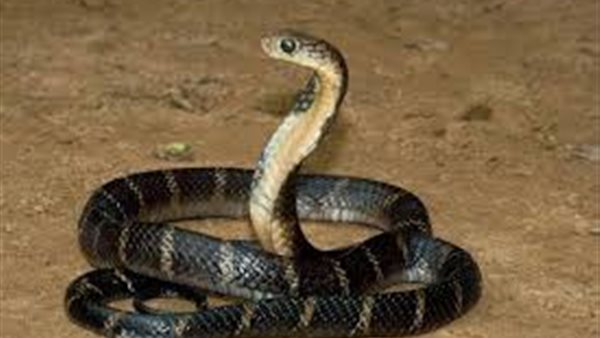 رؤية الثعبان في الاحلام