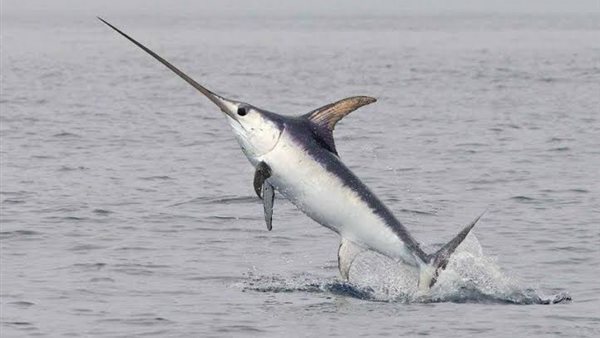 سمك أبو سيف