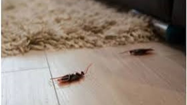 رؤية الحشرات 