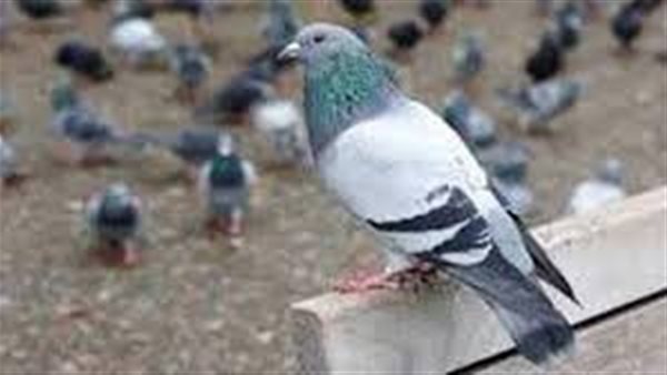 رؤية الحمام