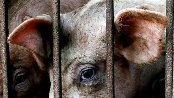 صورة تعبيرية لخنازير