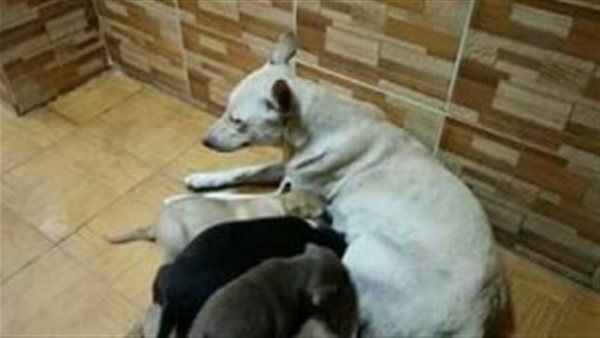 كلبة وصغارها