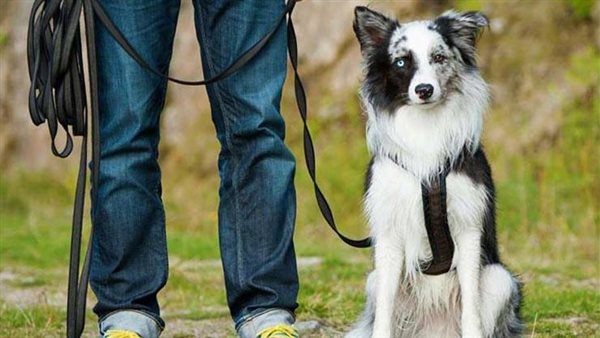 قانون تنظيم حيازة