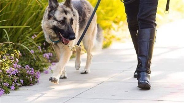 حيازة الحيوانات الضالة