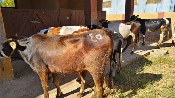 الأبقار الموزعة