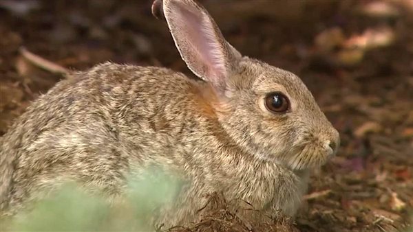 حمى الأرانب 