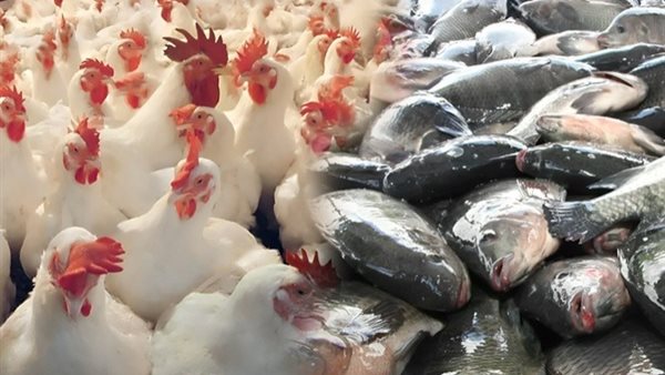 الاسماك والفراخ