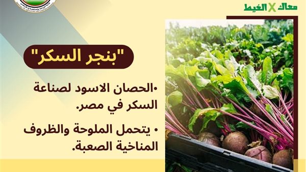 جانب من ملصاقات الحملة