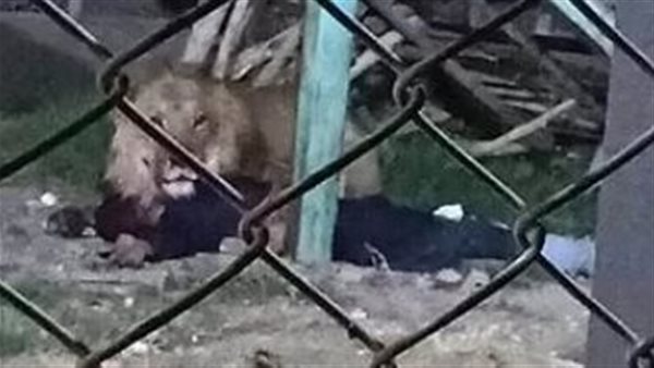 حادث حديقة حيوان