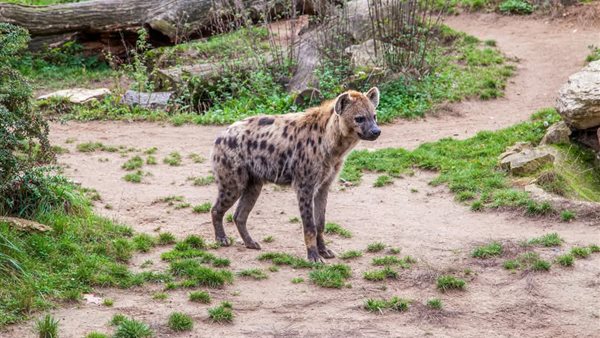 الضبع المرقط