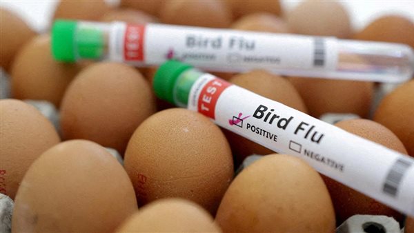 انفلونزا الطيور 