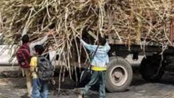 جرار محمل بالقصب