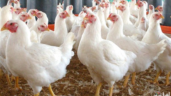 اسعار الدواجن 