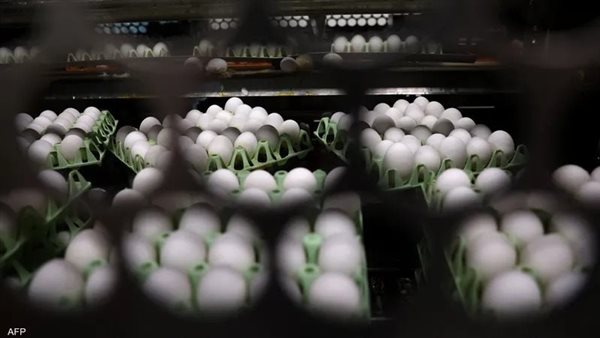 أسعار البيض شهدت