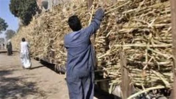 قطار محمل بالقصب