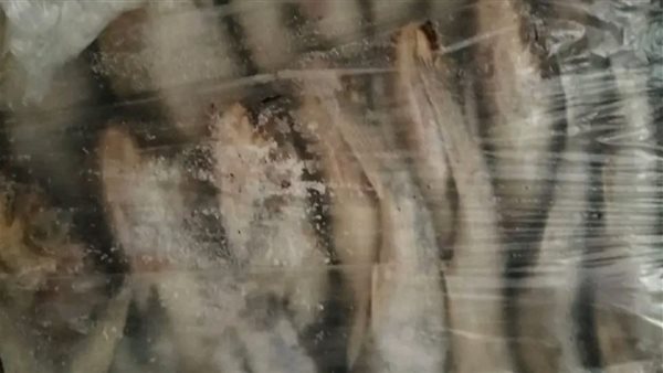 ضبط اسماك منتهية