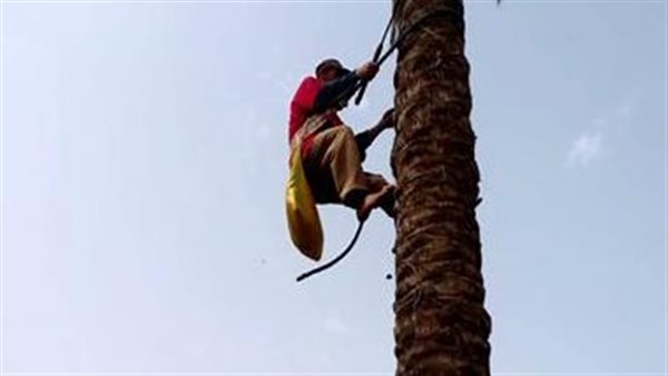 سقوط عامل من نخلة