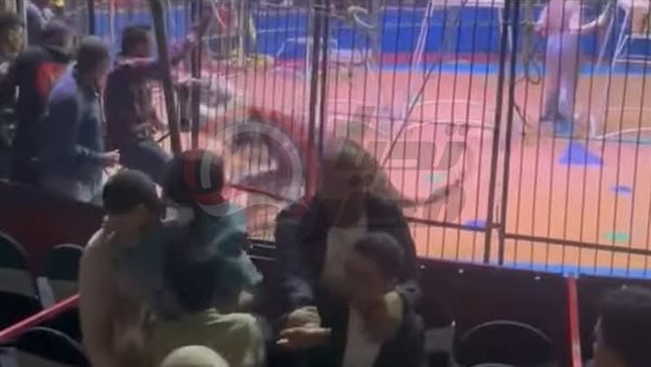 لحظة هجوم نمر على