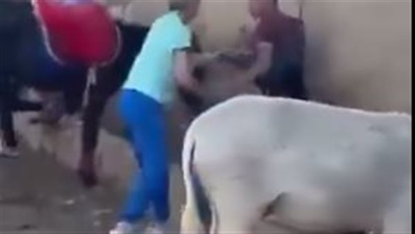 حمار نزلة السمان