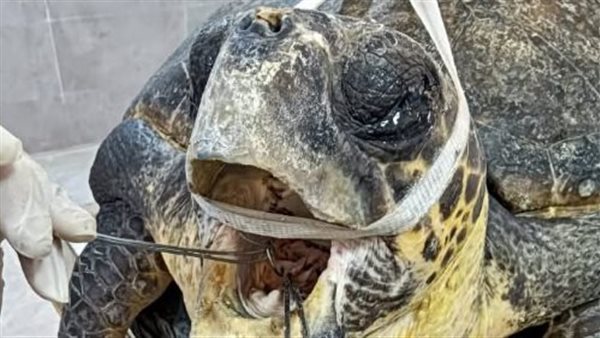 السلحفاة دريا