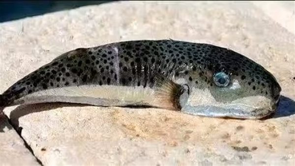 سمكة الأرنب