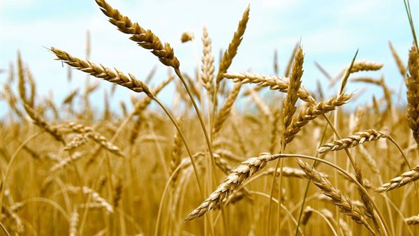 محصول القمح