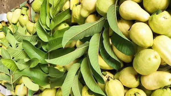 محصول الجوافة