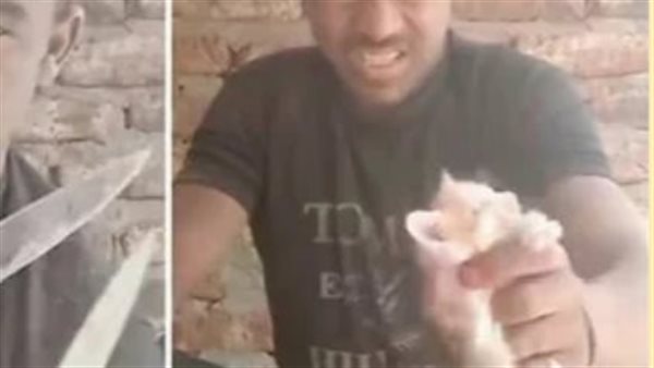 الوواقعة ذبح قطة