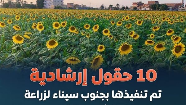 حقول إرشادية لزراعة