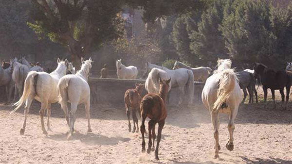 محطة الزهراء للخيول