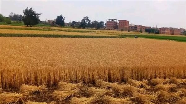 محصول القمح