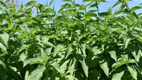 أثر ارتفاع درجات