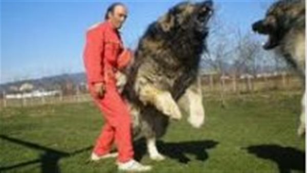 كلاب محظورة