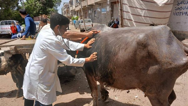 جانب من الفعاليات