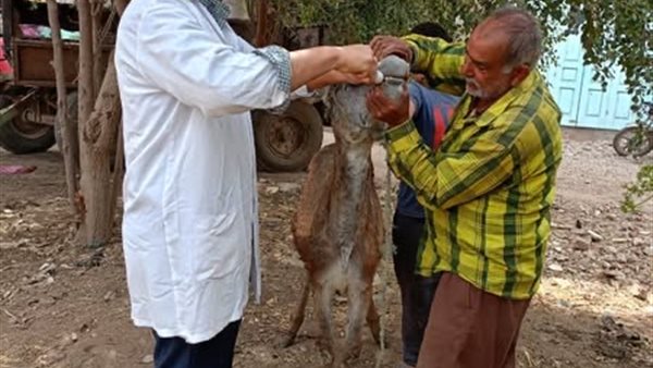 جانب من أعمال القوافل