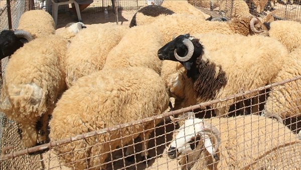 المصادر الموثوقة