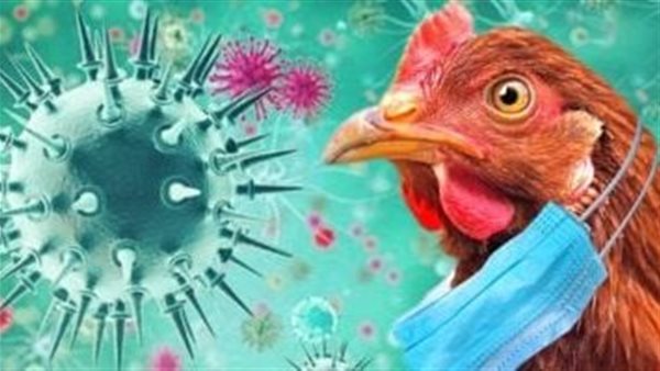 انفلونزا الدواجن