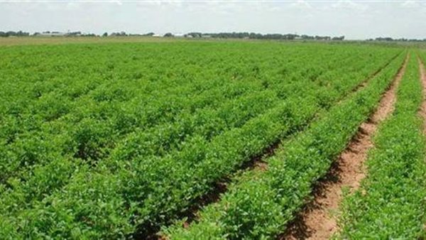 كيفية تعامل المزارعين