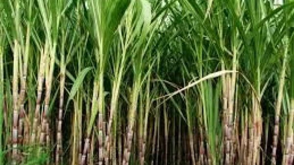 قصب السكر 