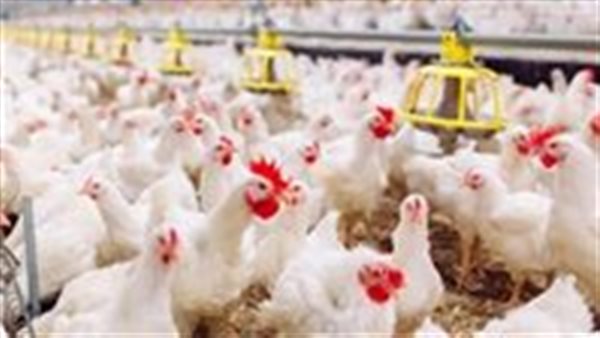 أسعار الدواجن والبيض