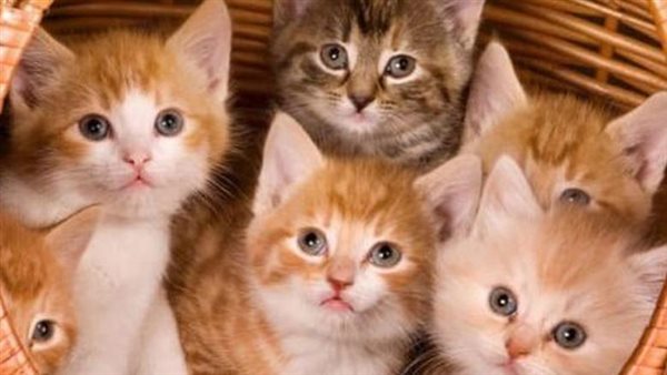 أمراض خطيرة تسببها