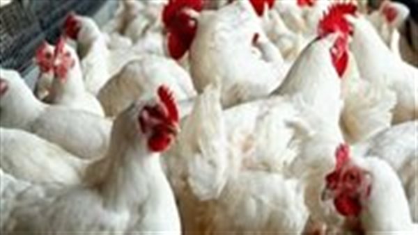 أسعار الفراخ والبيض