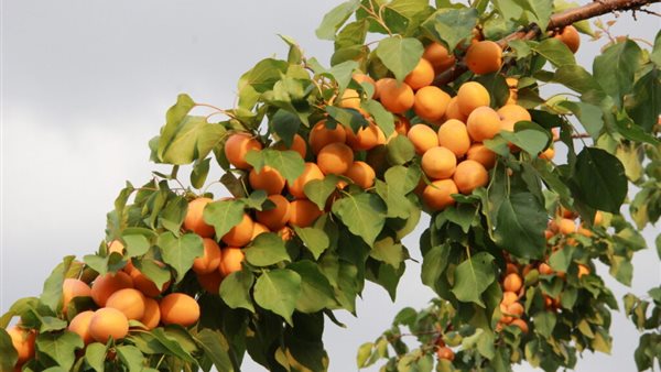 محصول المشمش