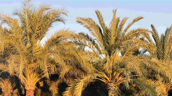 محصول نخيل البلح