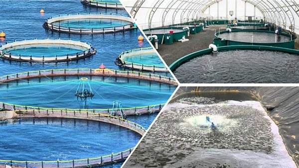 تحديات الثروة السمكية