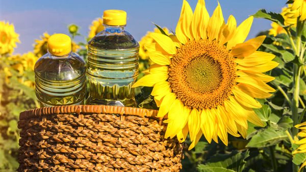 المحاصيل الزيتية