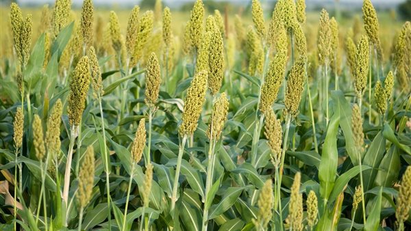 محصول الذرة