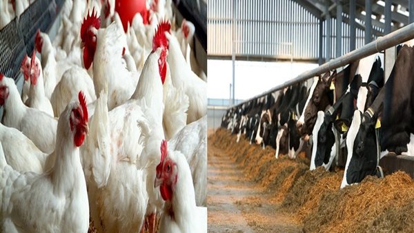 قطاع الثروة الحيوانية