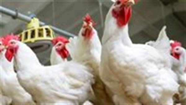 أسعار البانيه اليوم